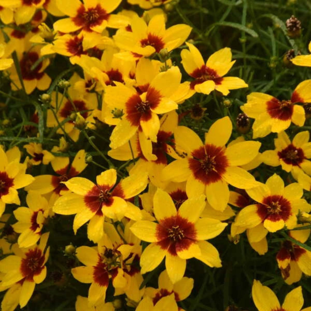 Golden Needles Threadleaf Coreopsis (Coreopsis verticillata) - [EG]