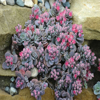 Sedum Sunsparkler® 'Blue Elf' - [EG]