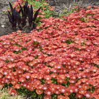 Delosperma Kaleidoscope™ 'Dancing Embers' Ice Plant - [EG]