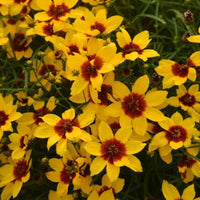 Golden Needles Threadleaf Coreopsis (Coreopsis verticillata) - [EG]