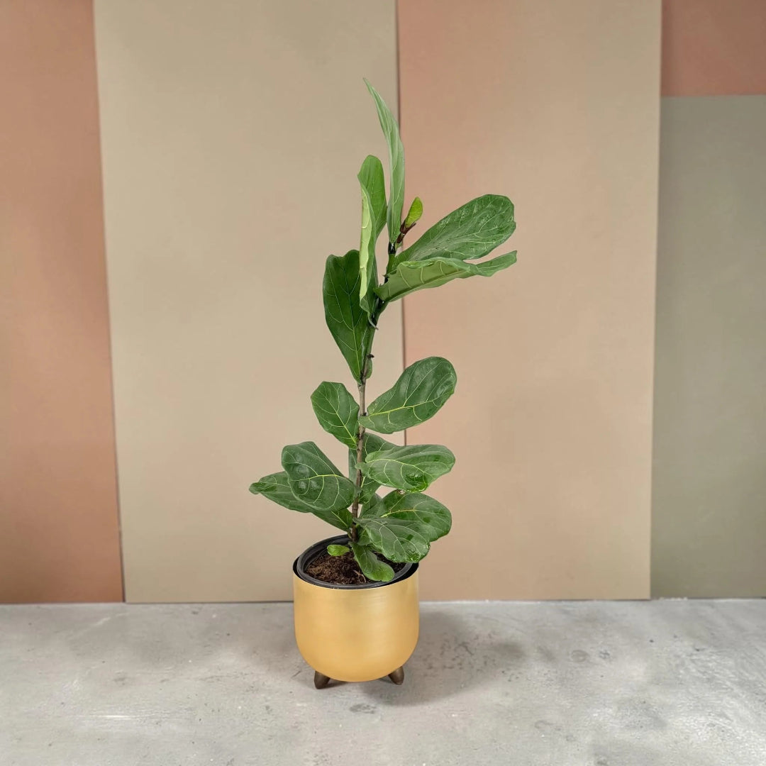 Fiddle Leaf Fig Plant in Decorative Gold Planter