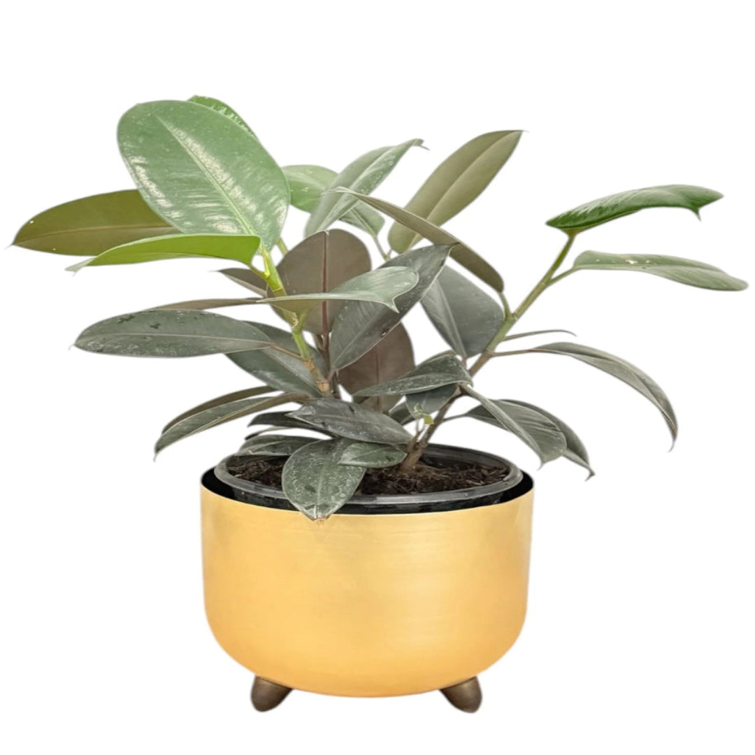 Rubber Plant in Special Planter