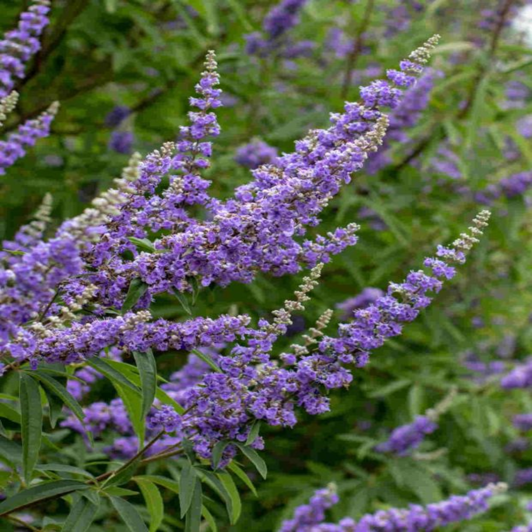 Vitex &