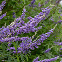 Vitex 'Delta Blues', (Chaste Tree)Ttiny, Fragrant Blue/Purple Flowers