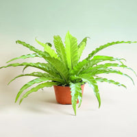 Bird's Nest Fern (Asplenium nidus) - Live Plant in Plastic Pot