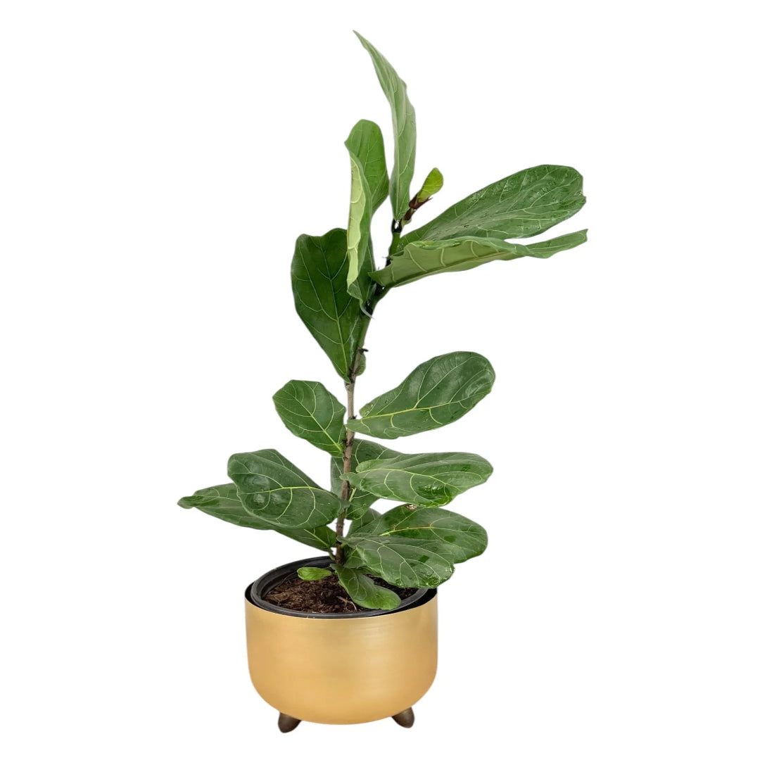 Fiddle Leaf Fig Plant in Decorative Gold Planter
