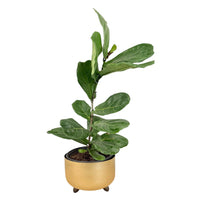 Fiddle Leaf Fig Plant in Decorative Gold Planter
