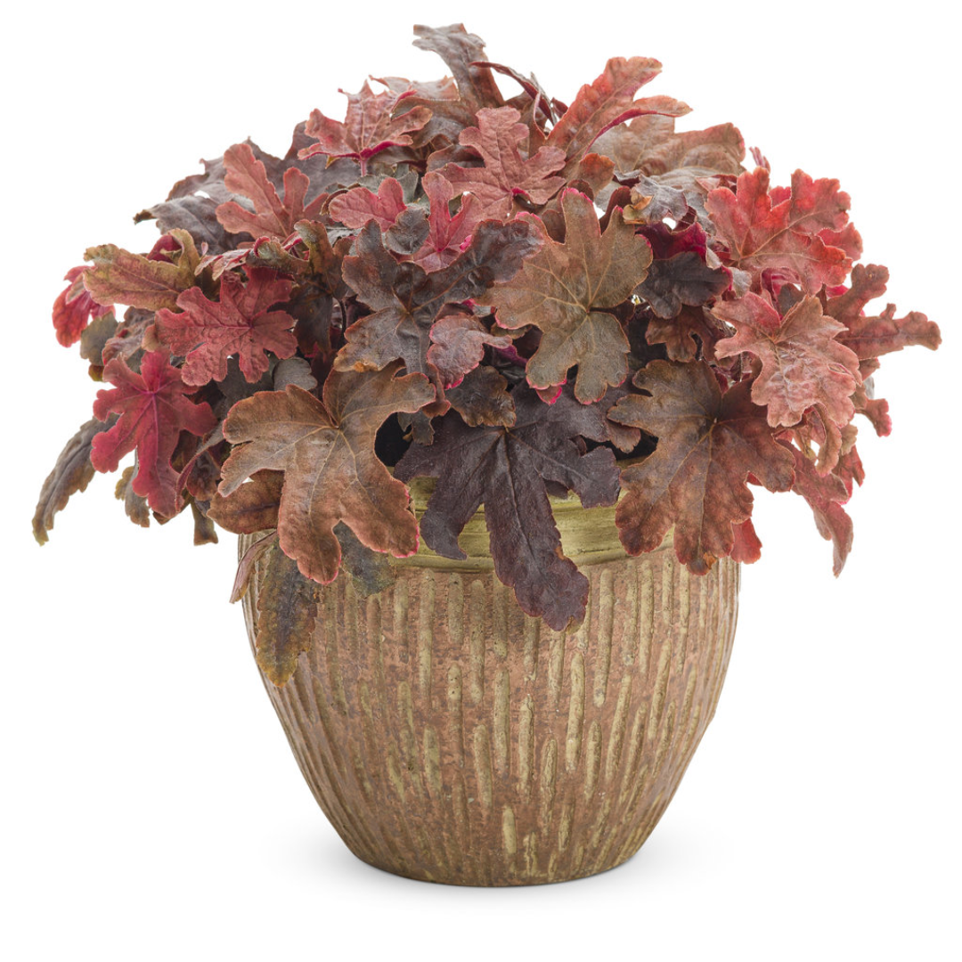 Heucherella Fun and Games Red Rover