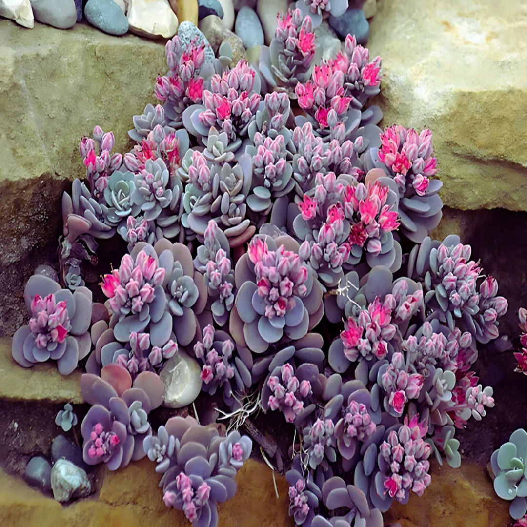 Sedum Sunsparkler® &
