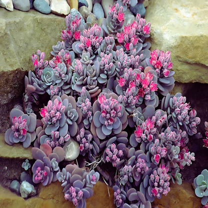 Sedum Sunsparkler® &