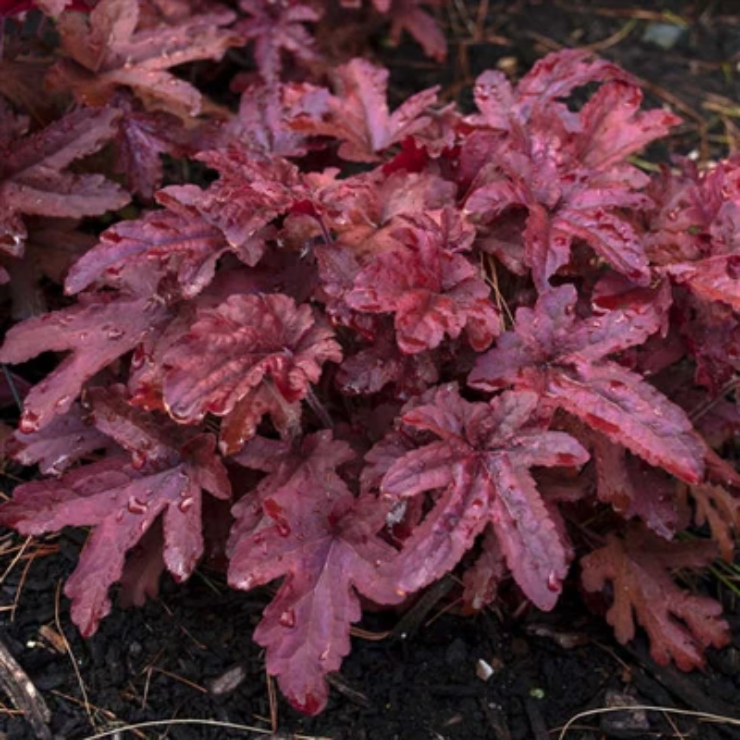 Heucherella Fun and Games Red Rover