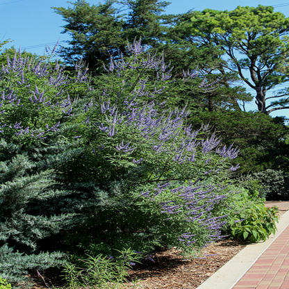 Vitex &