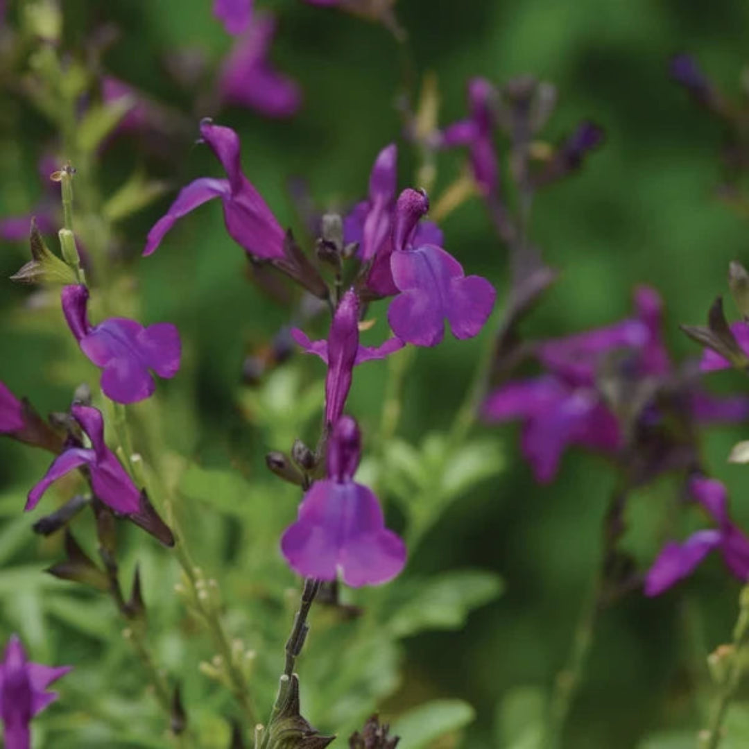 Mirage® Deep Purple Meadow Sage (Salvia greggii) - [EG]