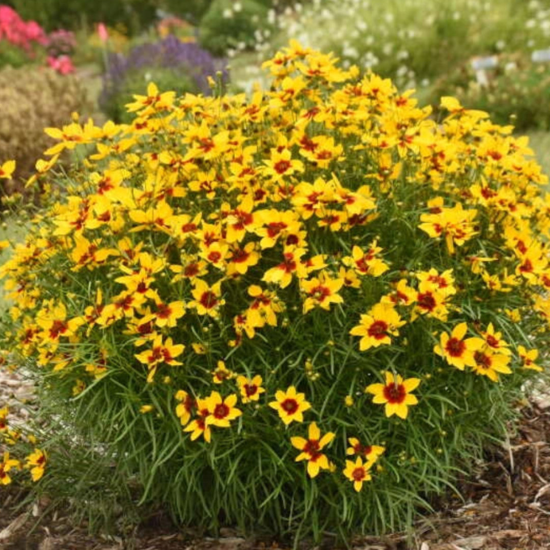 Golden Needles Threadleaf Coreopsis (Coreopsis verticillata) - [EG]