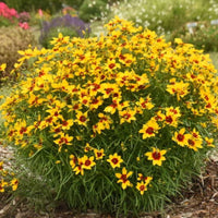 Golden Needles Threadleaf Coreopsis (Coreopsis verticillata) - [EG]