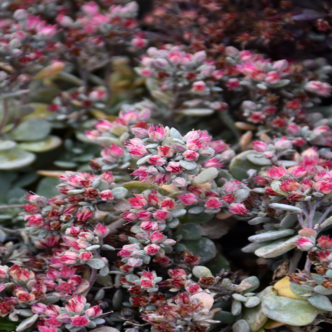 Sedum Sunsparkler® &