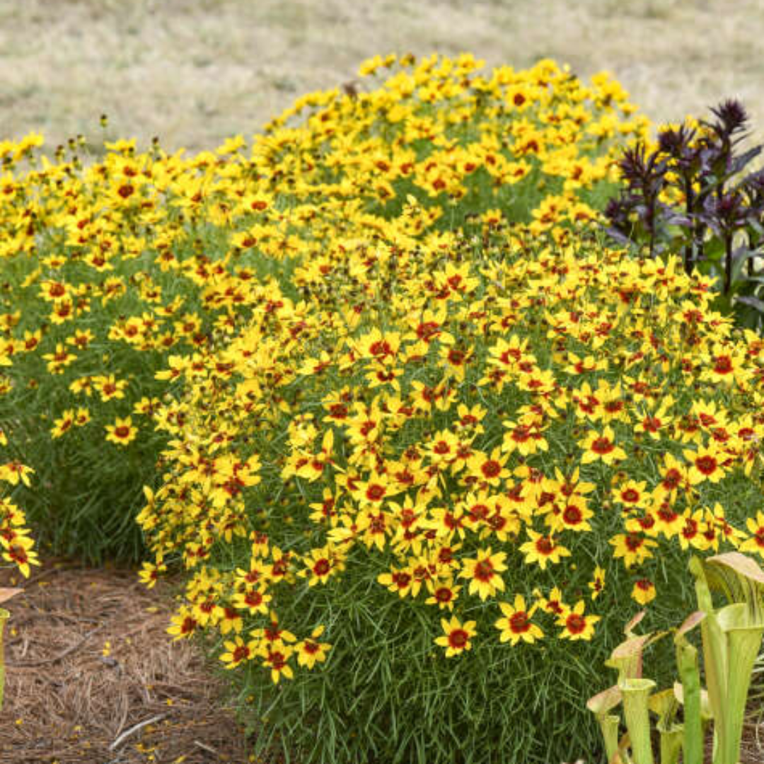 Golden Needles Threadleaf Coreopsis (Coreopsis verticillata) - [EG]