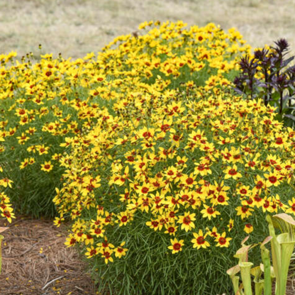 Golden Needles Threadleaf Coreopsis (Coreopsis verticillata) - [EG]