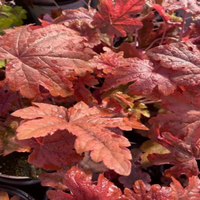 Heucherella Fun and Games Red Rover