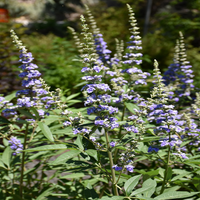 Vitex 'Delta Blues', (Chaste Tree)Ttiny, Fragrant Blue/Purple Flowers