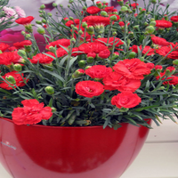 Dianthus 'Chili' (Groundcover)
