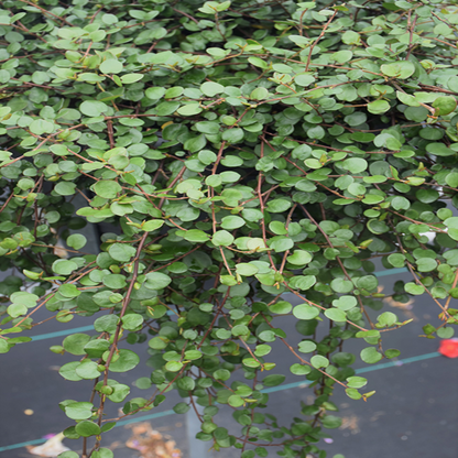 Muehlenbeckia axillaris (Creeping Wirevine)