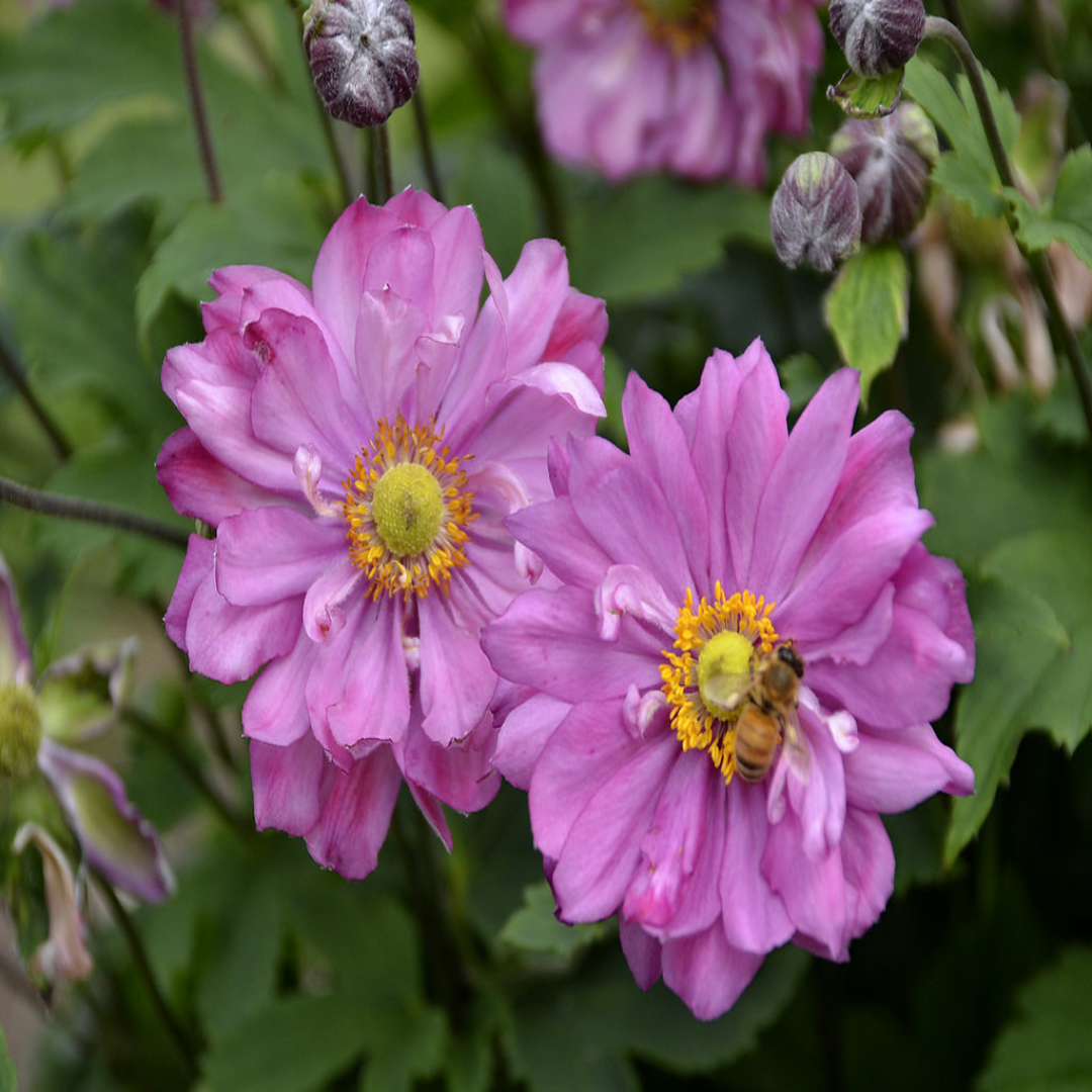 Anemone Fall in Love™ &