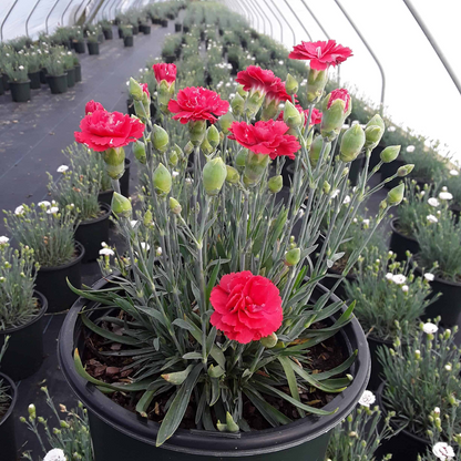 Dianthus &