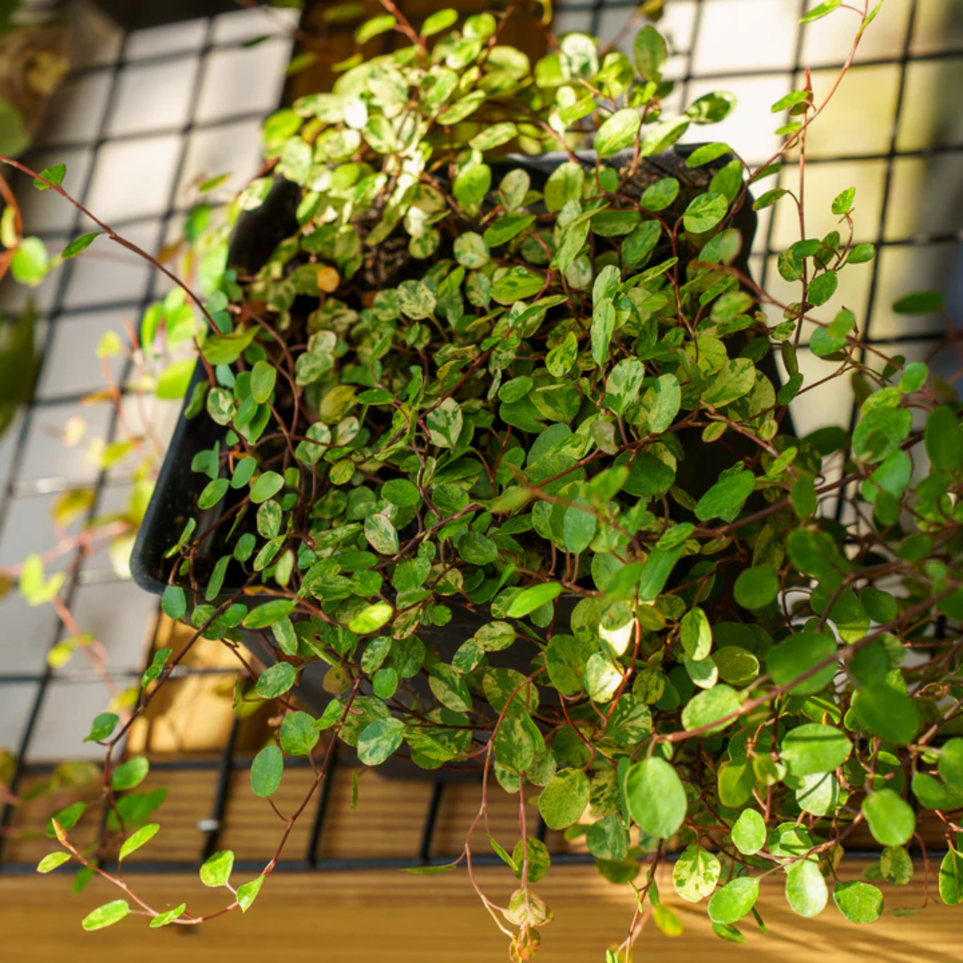 Muehlenbeckia axillaris (Creeping Wirevine)