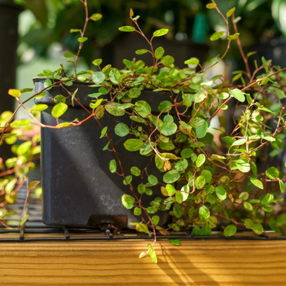 Muehlenbeckia axillaris (Creeping Wirevine)