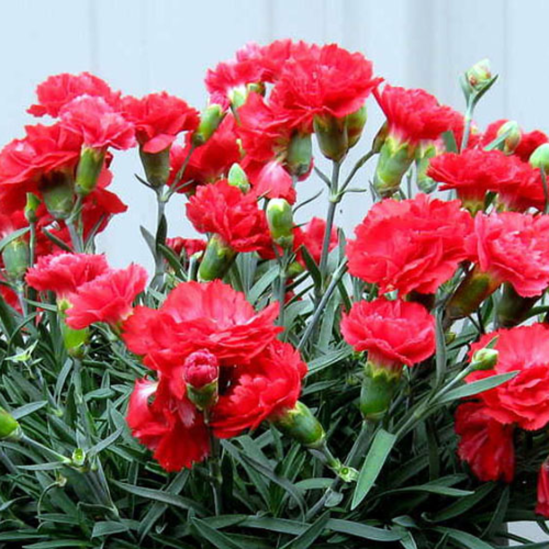 Dianthus &