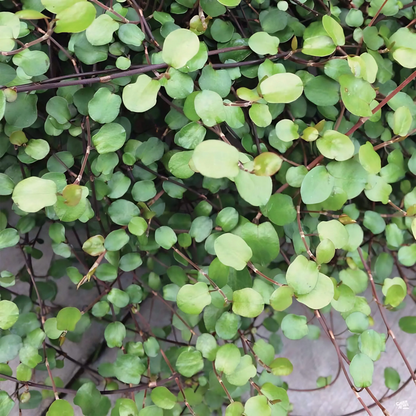 Muehlenbeckia axillaris (Creeping Wirevine)