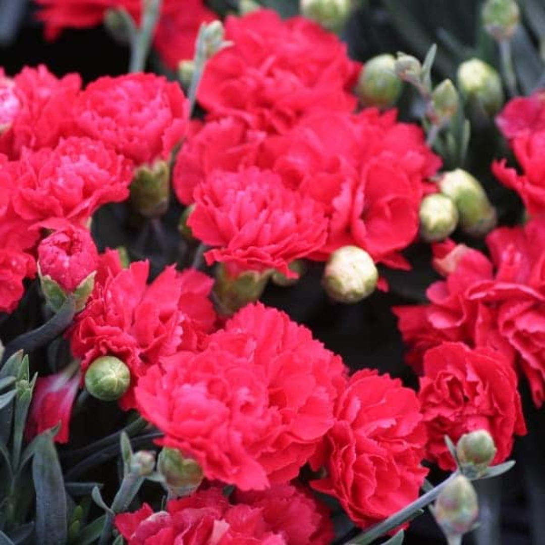 Dianthus &