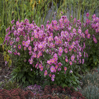 Anemone Fall in Love™ 'Sweetly' (Japanese Anemone) - [EG]