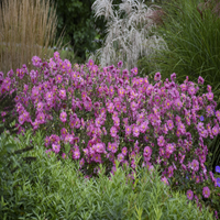 Anemone Fall in Love™ 'Sweetly' (Japanese Anemone) - [EG]