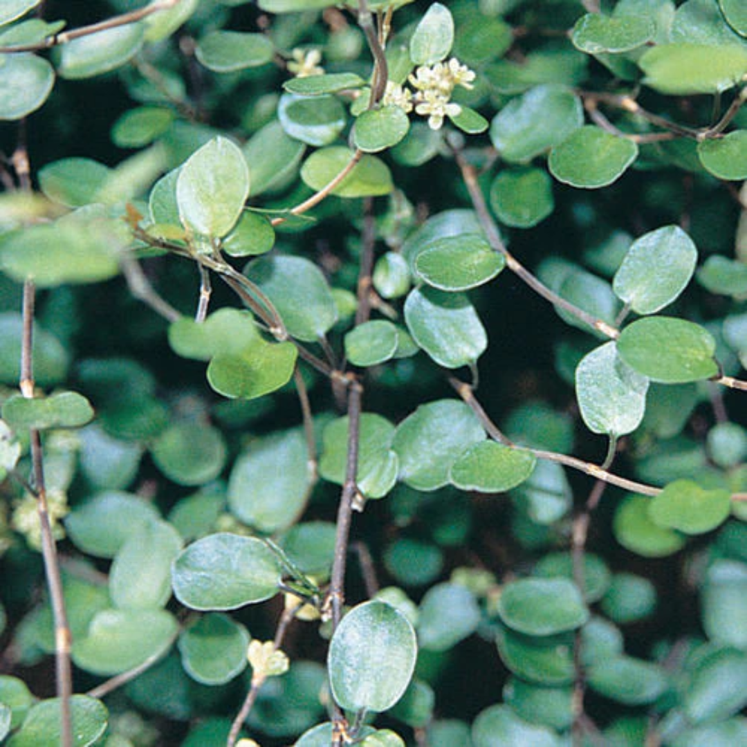 Muehlenbeckia axillaris (Creeping Wirevine)