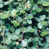Muehlenbeckia axillaris (Creeping Wirevine)