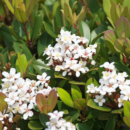 Snow" Indian Hawthorn