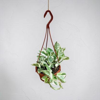 Variegated Pothos hanging basket