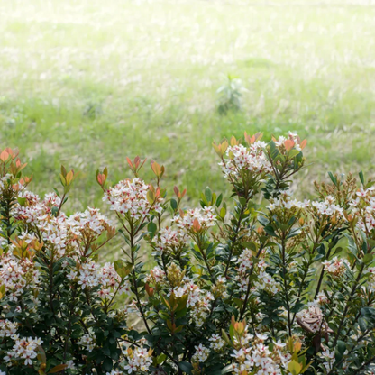 Snow" Indian Hawthorn