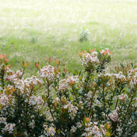 Snow" Indian Hawthorn