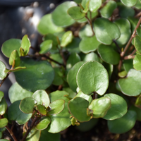 Muehlenbeckia axillaris (Creeping Wirevine)