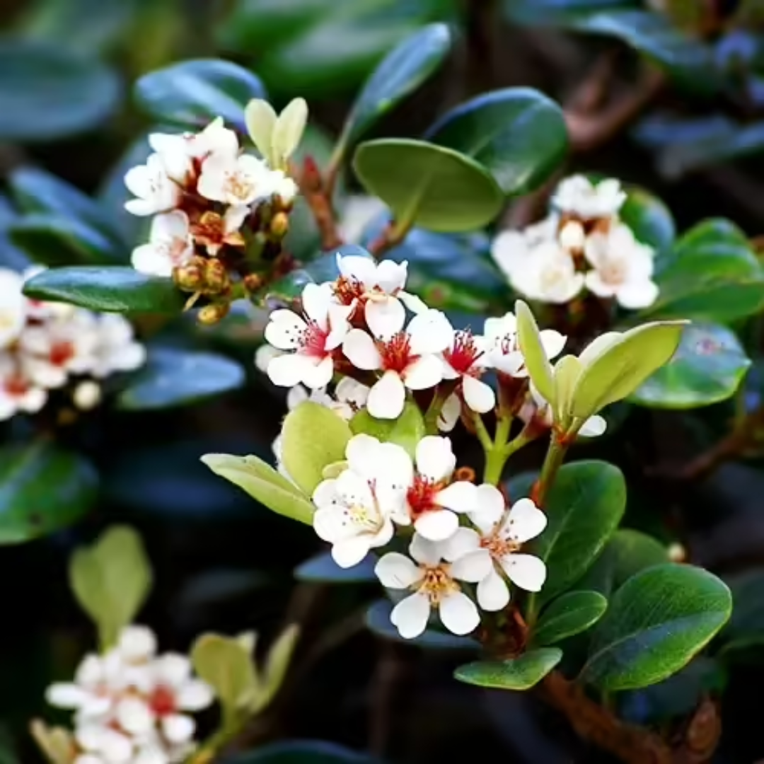 Snow" Indian Hawthorn