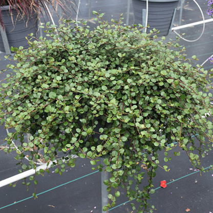 Muehlenbeckia axillaris (Creeping Wirevine)