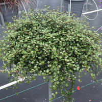 Muehlenbeckia axillaris (Creeping Wirevine)