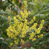 Golden Rain Tree