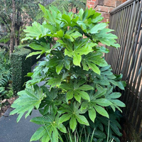 Fatsia Japonica Foliage Plant