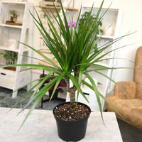 Madagascar Dragon Tree (Dracaena marginata) - Live Indoor Plastic Pot