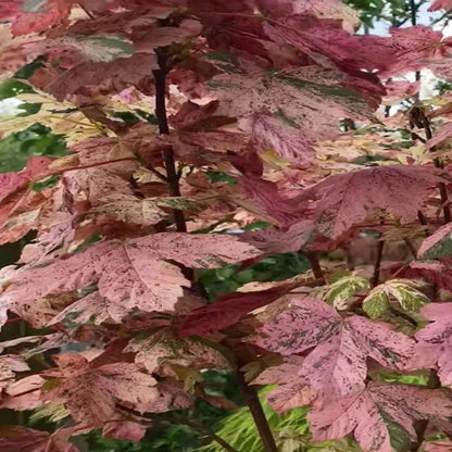 Eskimo Sunset Sycamore Maple