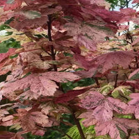 Eskimo Sunset Sycamore Maple
